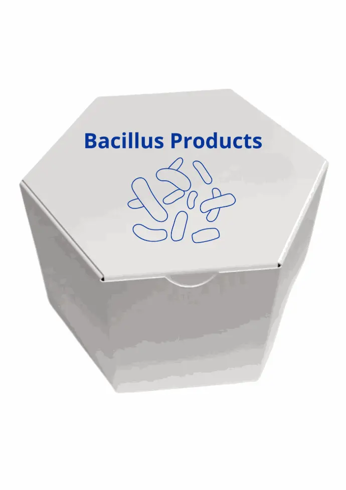 Bacillus cereus
